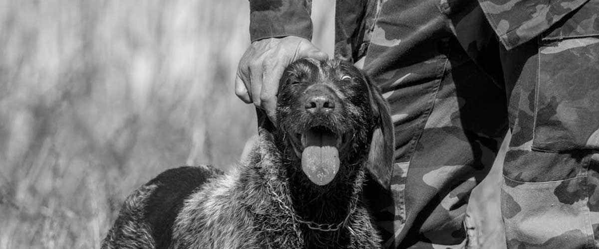 The Role of Dogs in the First World War