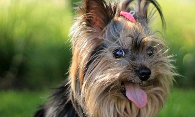 The Yorkshire Terrier: A Charming Companion