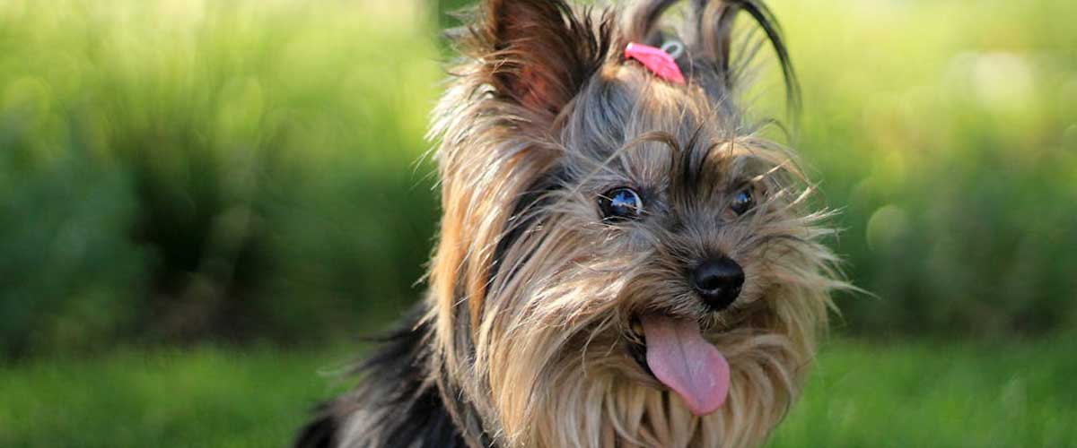The Yorkshire Terrier: A Charming Companion