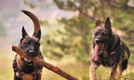 From Companions to Canine Celebrities: The Evolution of Dogs in the 20th Century