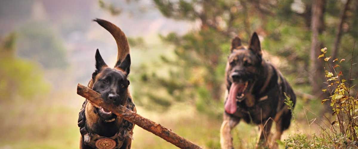 From Companions to Canine Celebrities: The Evolution of Dogs in the 20th Century