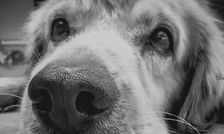 The Impact of Leaving Your Dog Home Alone for Eight Hours or More