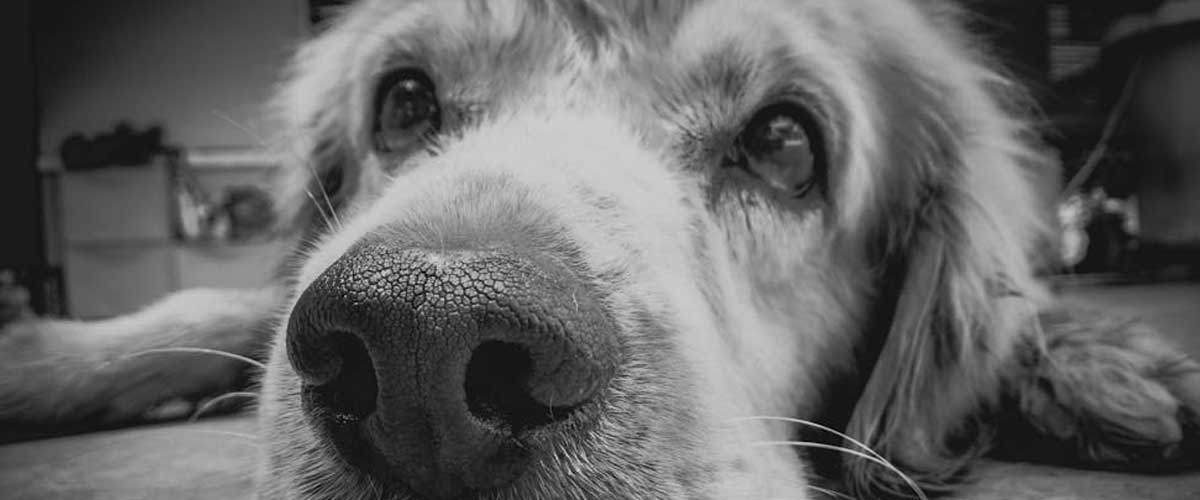 The Impact of Leaving Your Dog Home Alone for Eight Hours or More