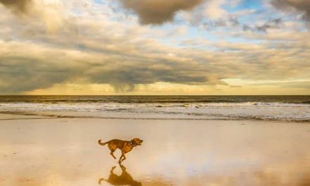 Understanding How the Dog’s Brain Works: Exploring Differences Between Breeds