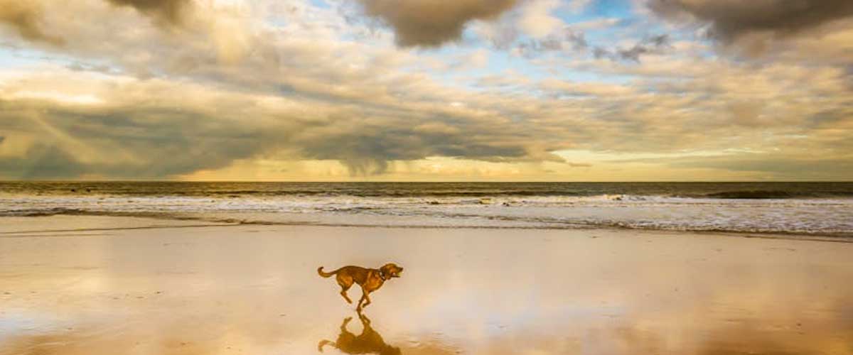 Understanding How the Dog’s Brain Works: Exploring Differences Between Breeds