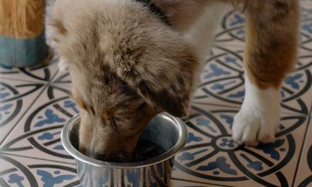 Is It Safe to Use an Air Fryer to Make Food for Your Dog?