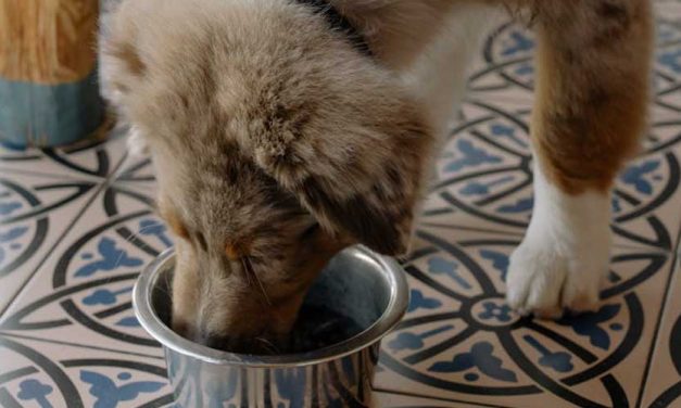 Is It Safe to Use an Air Fryer to Make Food for Your Dog?