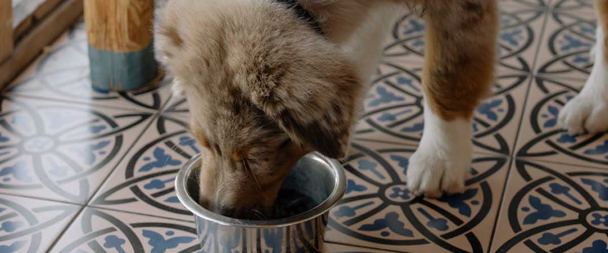 Is It Safe to Use an Air Fryer to Make Food for Your Dog?