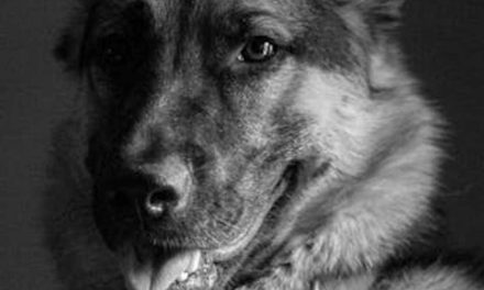 The Value of Airport Dogs: Enhancing Passenger Experience and Security