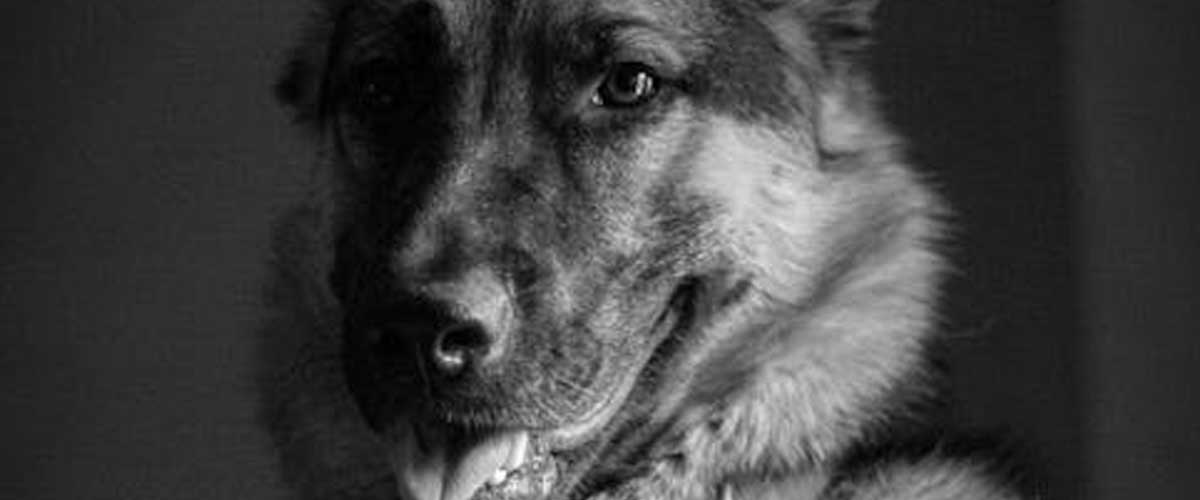 The Value of Airport Dogs: Enhancing Passenger Experience and Security