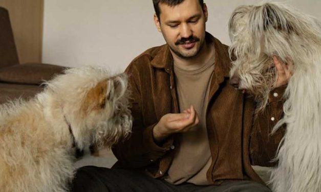 Becoming the Alpha in Your Dog’s Eyes: A Quick Guide