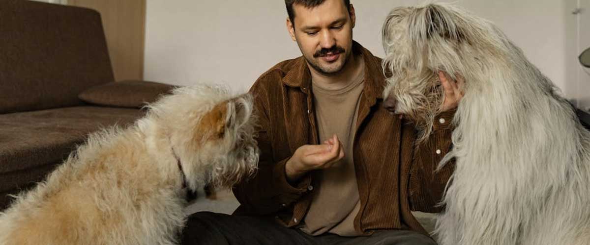 Becoming the Alpha in Your Dog’s Eyes: A Quick Guide