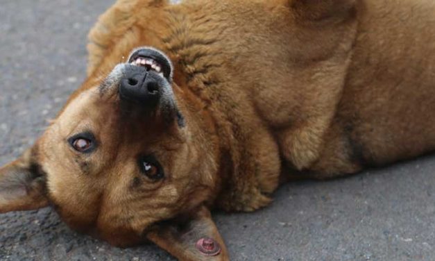 Adopting The Alpha Role With Your Dog