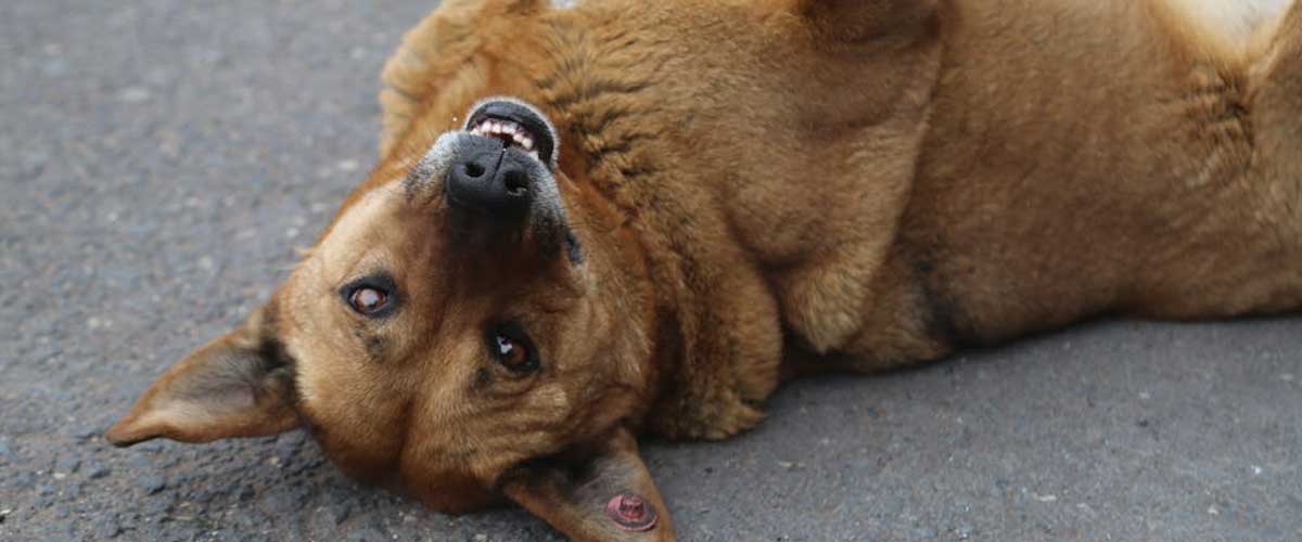 Adopting The Alpha Role With Your Dog