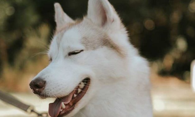 Why Do Dogs Empty Their Anal Glands?