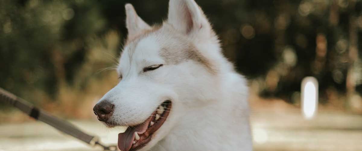 Why Do Dogs Empty Their Anal Glands?