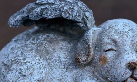 Are Dogs Angels Here to Give Us Love in Life?