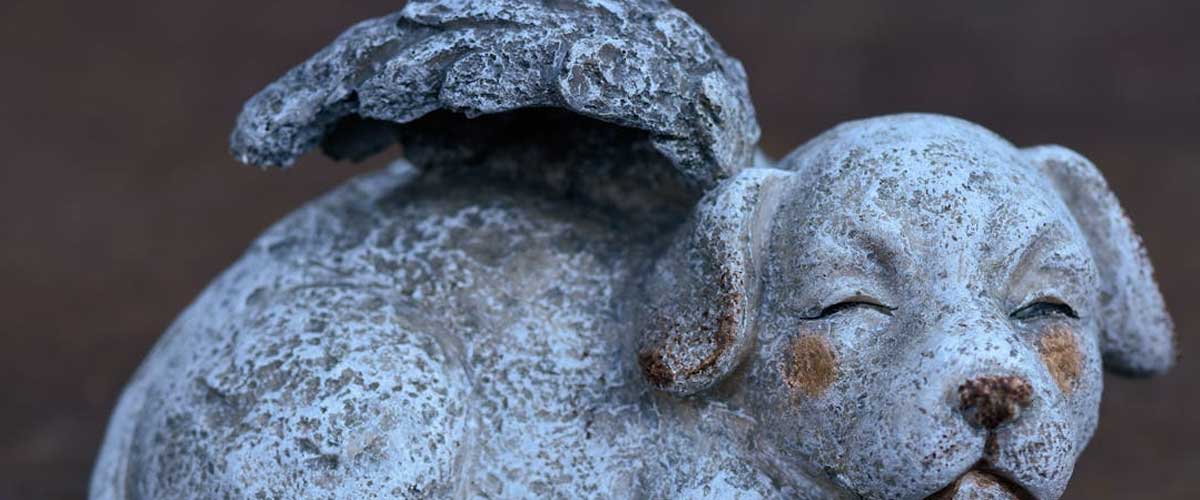 Are Dogs Angels Here to Give Us Love in Life?