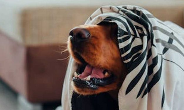 How to Create a Safe Space for Your Anxious Dog