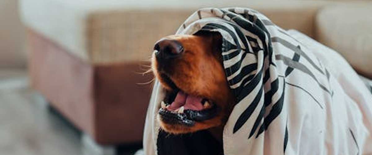 How to Create a Safe Space for Your Anxious Dog