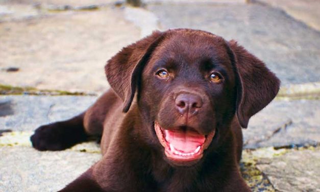 Training Requirements and High Standard Levels for Assistance Dogs