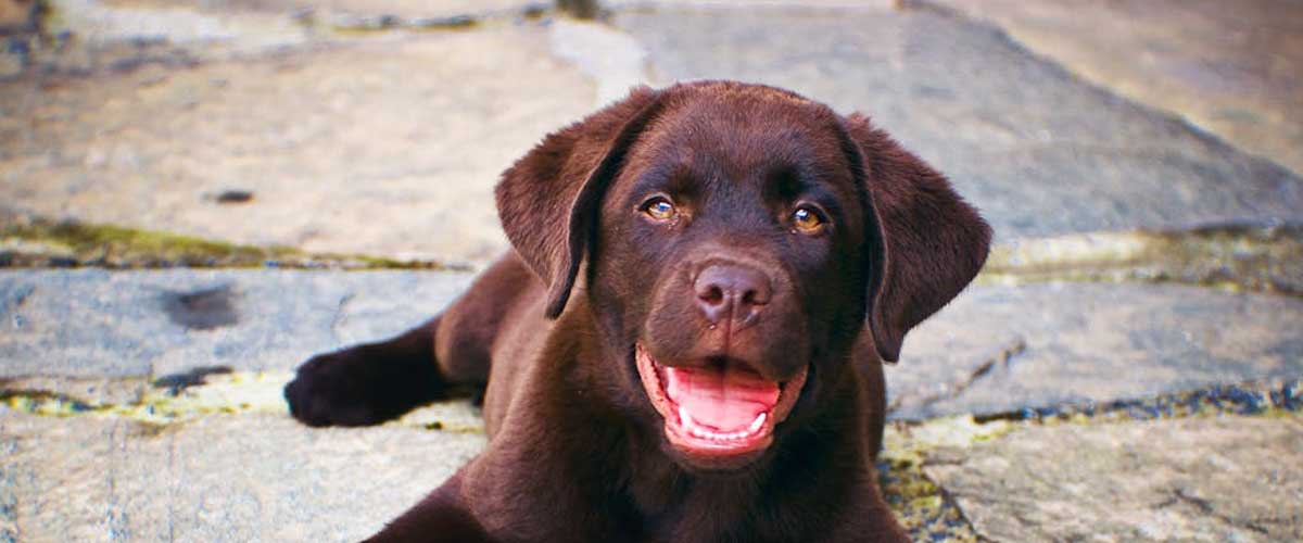 Training Requirements and High Standard Levels for Assistance Dogs