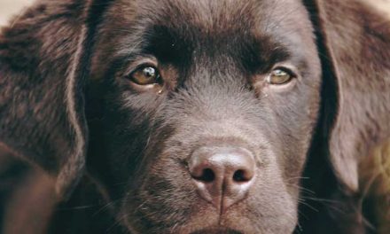 The Value of Assistance Dogs: Companionship and Support for a Better Life