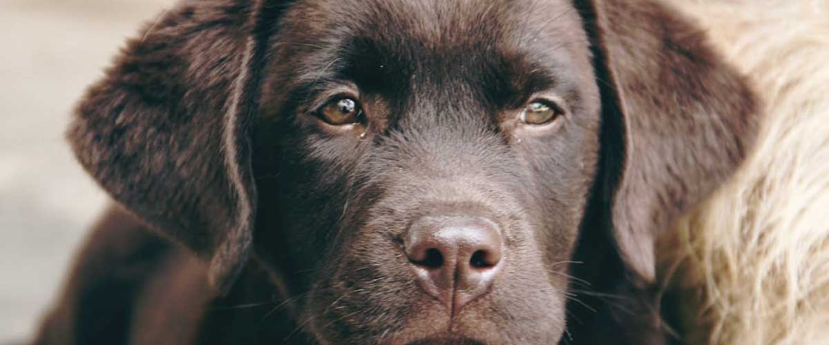 The Value of Assistance Dogs: Companionship and Support for a Better Life