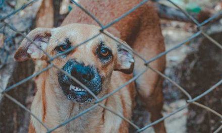 The Role of Attack Dogs in Guarding and Security