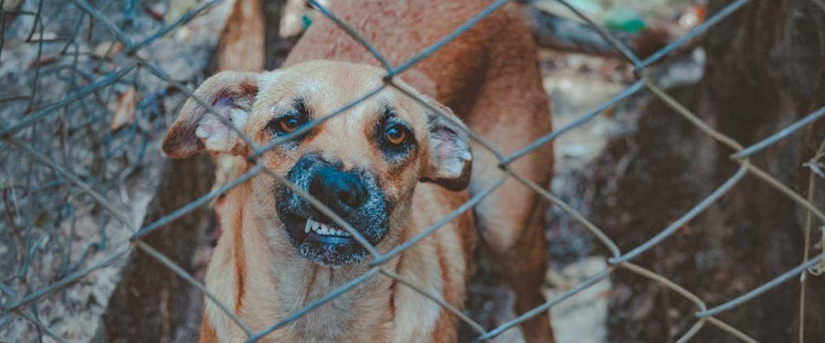 The Role of Attack Dogs in Guarding and Security