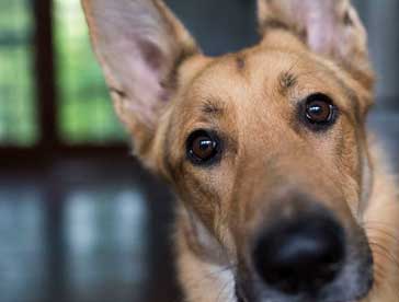 brain training for your canine companion
