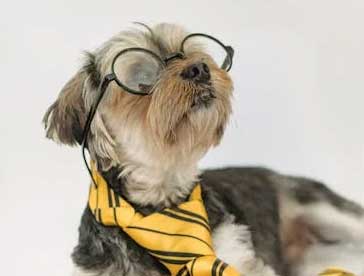 the importance of brain training for your dog