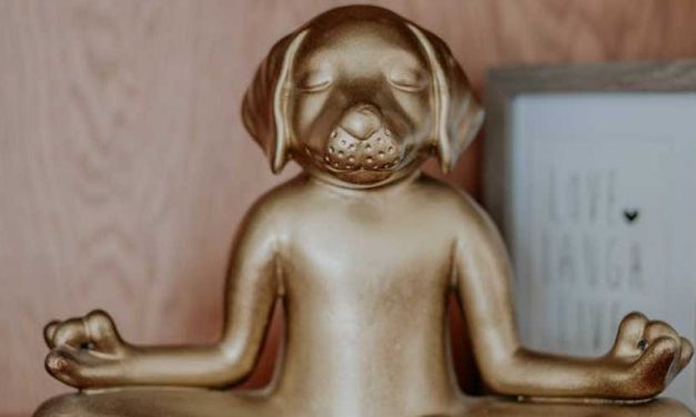 Brain Training for Your Dog: Indoor Activities to Keep Your Pup Stimulated