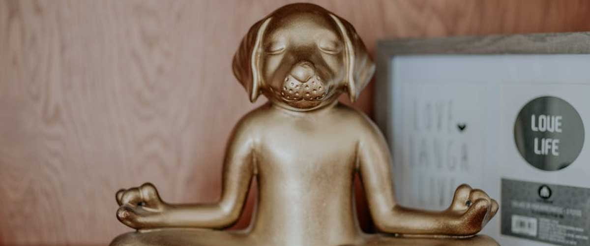 Brain Training for Your Dog: Indoor Activities to Keep Your Pup Stimulated