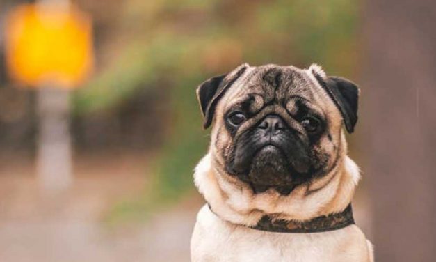 Understanding Dog Breed Behavior