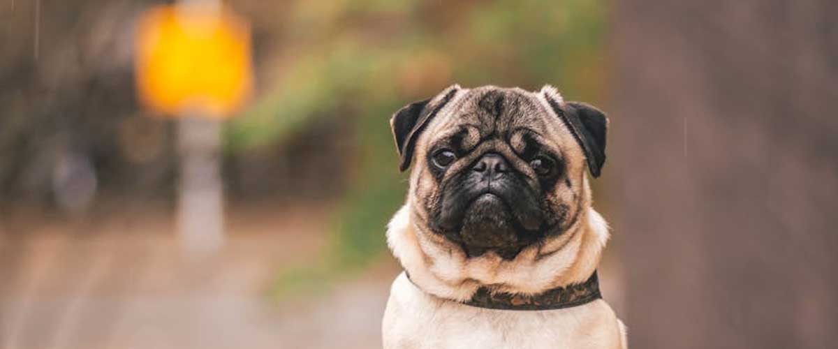 Understanding Dog Breed Behavior