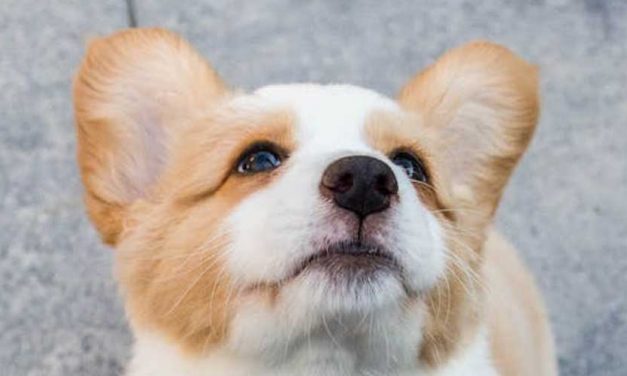 The History of Canine Domestication