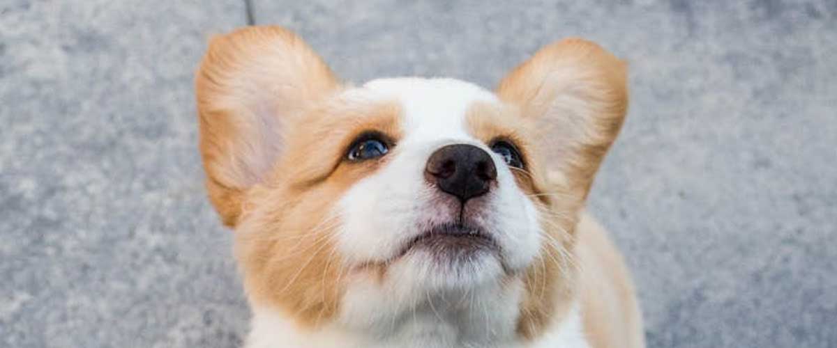 The History of Canine Domestication