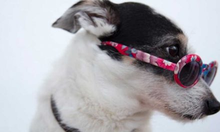 Understanding Instinctive Canine Behaviors