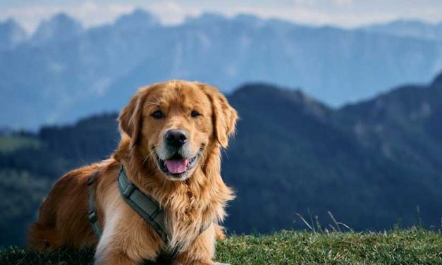 Canine Behavior Analysis: Understanding Our Furry Companions