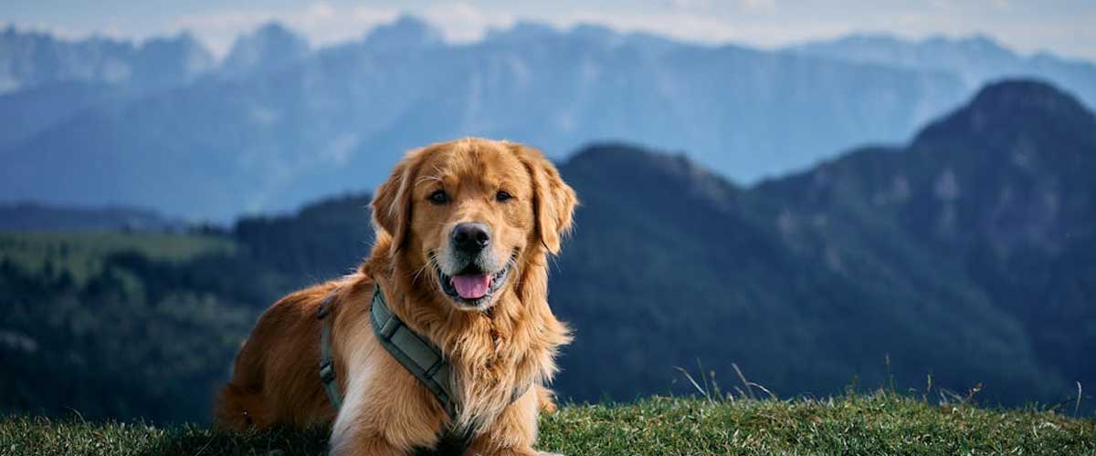 Canine Behavior Analysis: Understanding Our Furry Companions
