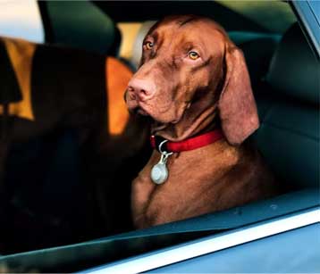 many dogs struggle with car anxiety while stationary or in motion