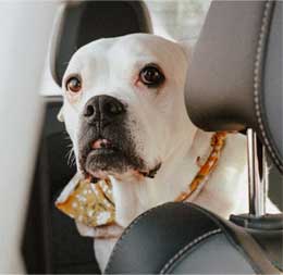 car anxiety with dogs is quite common but can be fixed