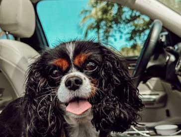 car anxiety in motion and stationery can affect some dogs