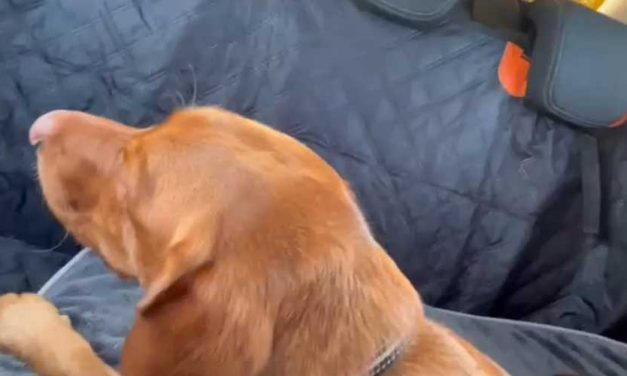 Understanding Dog Anxiety in the Car: Signs, Causes, and Solutions