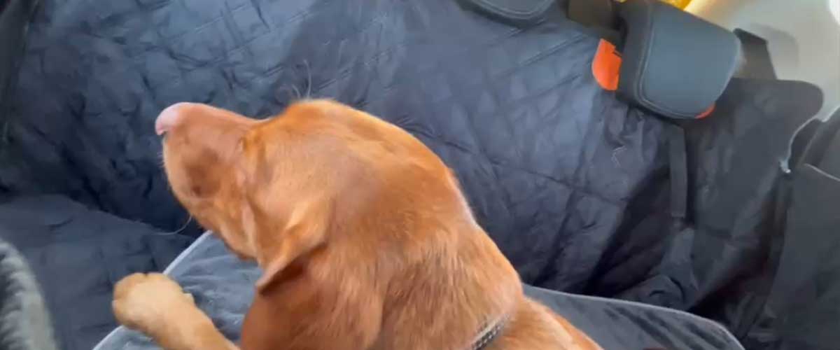 Understanding Dog Anxiety in the Car: Signs, Causes, and Solutions