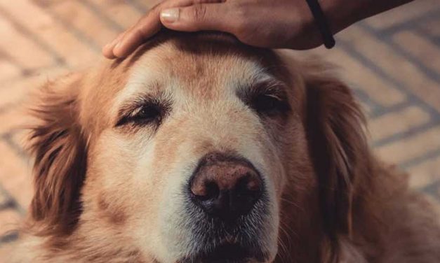 The Benefits of Caring for a Dog