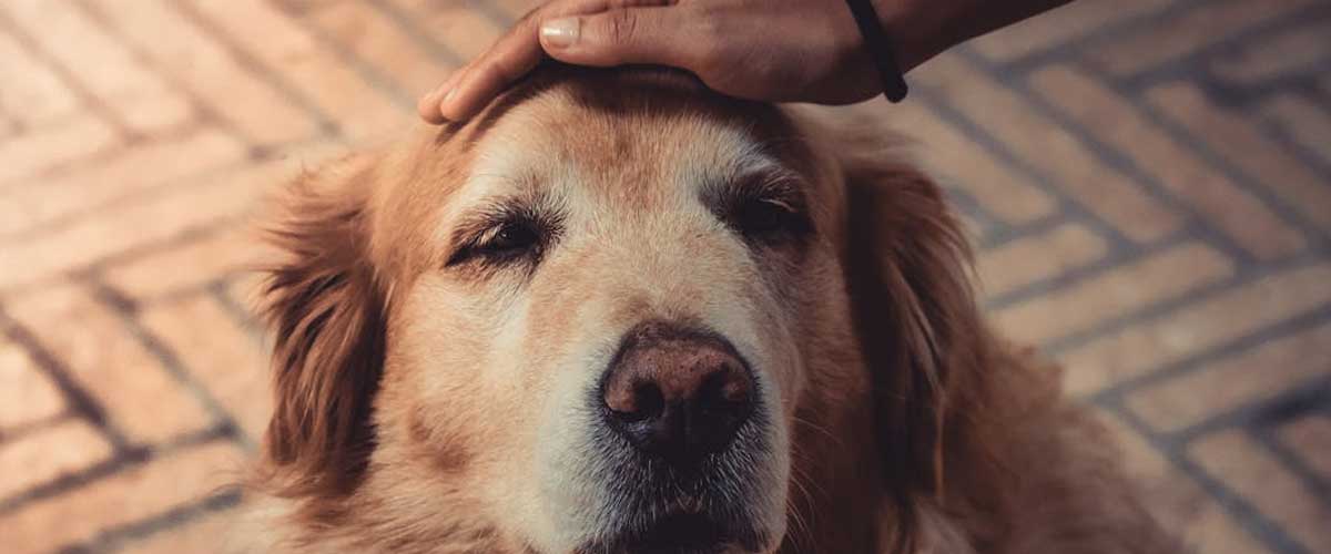 The Benefits of Caring for a Dog