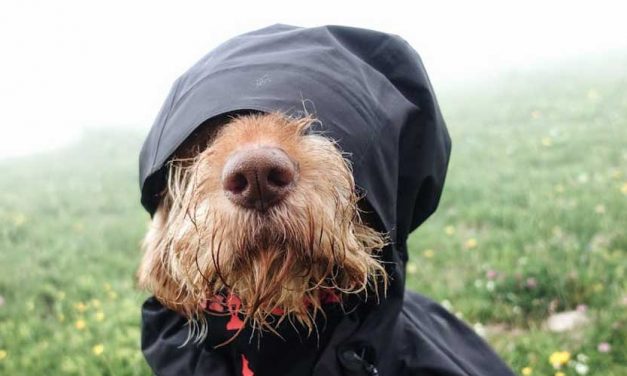 The Impact of Cold Hands and Treat Habits on Your Dog’s Behavior