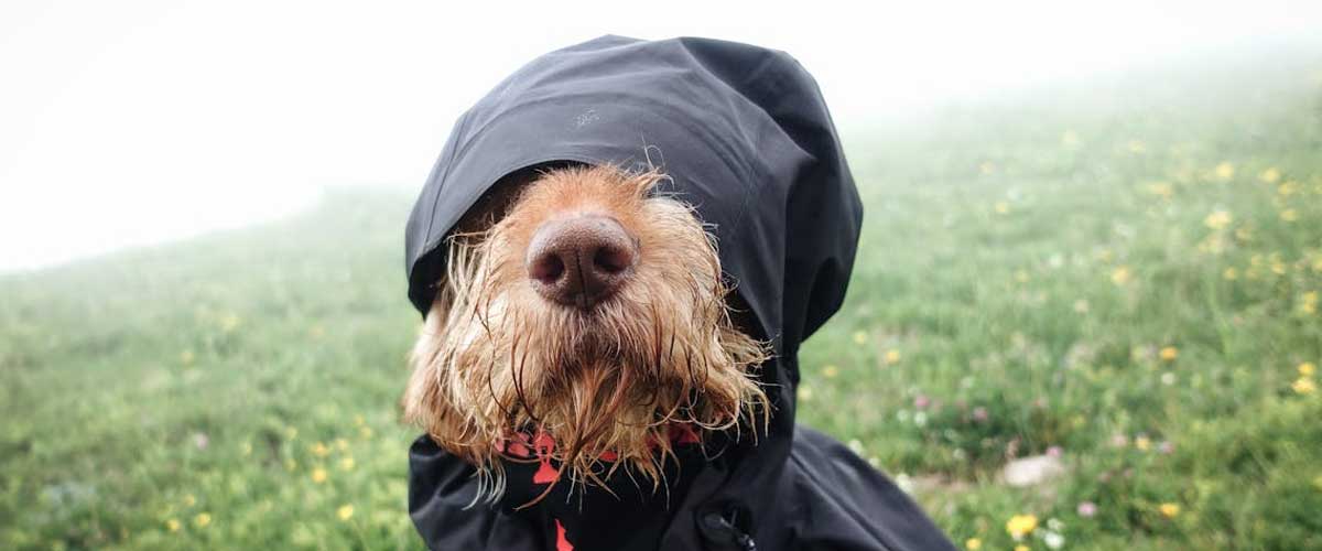 The Impact of Cold Hands and Treat Habits on Your Dog’s Behavior